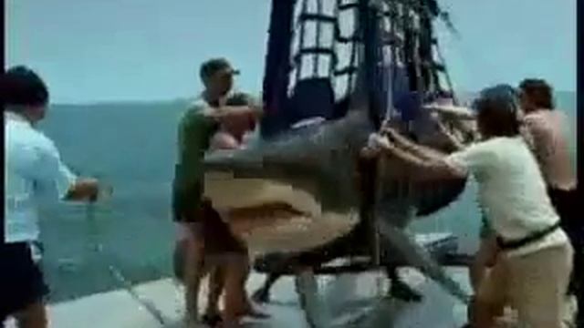 Акула проглотила человека смотреть онлайн