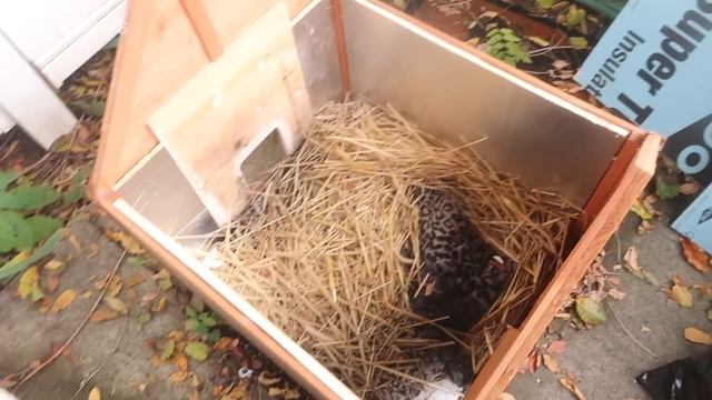 Green Screen Behind The Scenes, Winterizing Feral Cat Shelters, Outdoor Thermo-Kitty House S3 E36 смотреть онлайн
