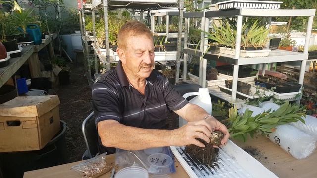 Martagon Lily Propagation with Dr. Evans смотреть онлайн