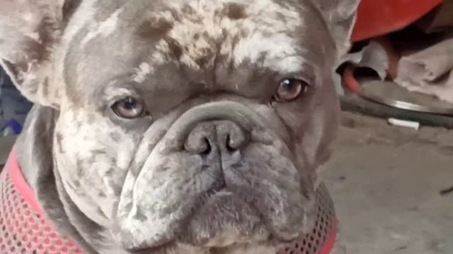 /ОДЕССА/ СТАРАКОННЫЙ РЫНОК СОБАК 🐺🐕🐱👌/ ЧАСТЬ 2 / 29/05/2022 смотреть онлайн