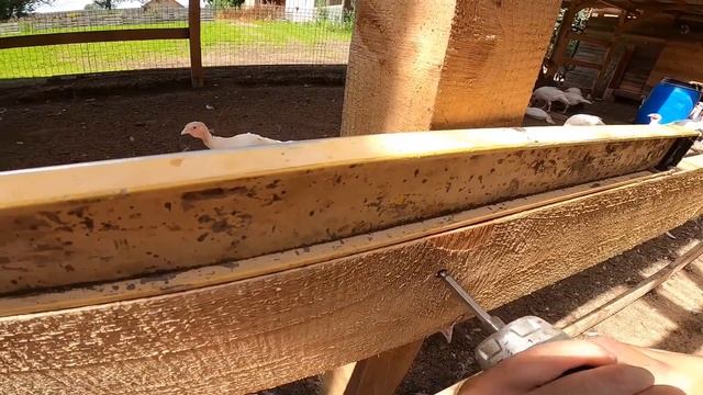 СПАСАЮ ЭМУСЯТ ! РАЗДЕЛИЛ НАВЕС ! ЖАХНУЛ ПО ПАЛЬЦУ )[Жизнь в деревне]