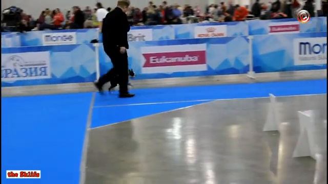 International Dog Show "EURASIA 2019", Boston Terrier смотреть онлайн
