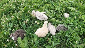 #перепел ЖЕМЧУЖНАЯ ФЕЯ , СЕРАЯ ФЕЯ , grau fee / Перепелиные яйца сравнение веса и размера