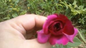 Rose Darsey Bussell. Английская роза Дэвида Остина. МОЯ ПЕРВОГОДКА ИЮНЬ 2021