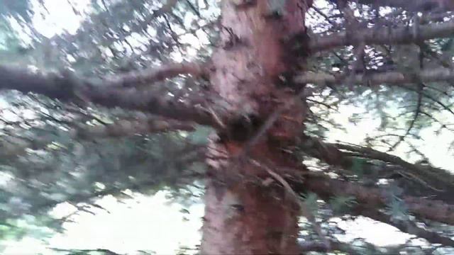 Нашли гнездо. Классики-как в них играть? смотреть онлайн