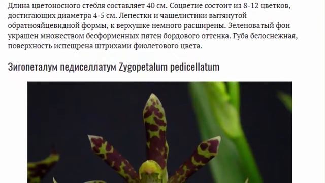 Орхидея зигопеталум Уход в домашних условиях и пересадка Условия выращивания Фото смотреть онлайн