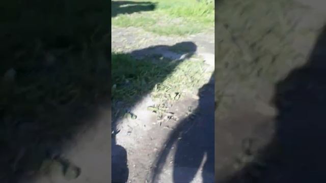 Черепаха кушает ) смотреть онлайн