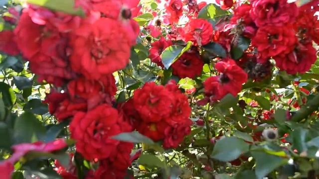 Живое видео розы шраб сорта Hello смотреть онлайн