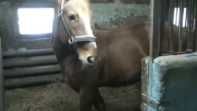 5-Лошади-2.mpg смотреть онлайн