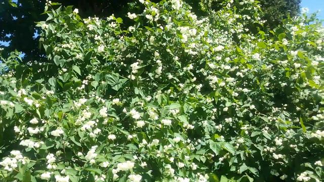 ВЕСЕННИЕ КРАСКИ/SPRING COLORS смотреть онлайн