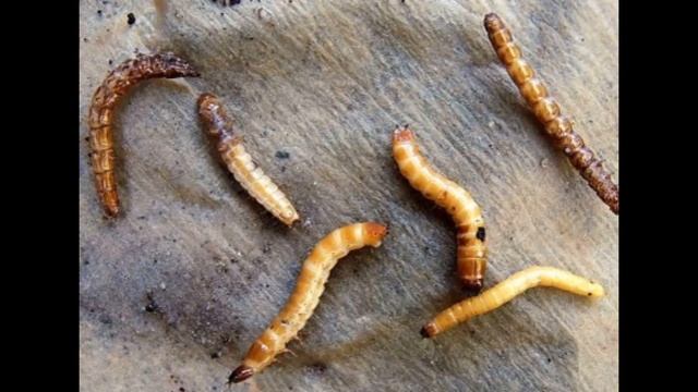 Как избавиться от проволочника Легко. Борьба с проволочником смотреть онлайн