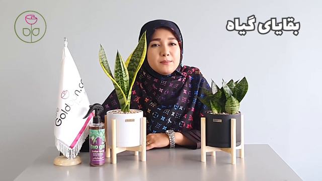 قارچی شدن گیاه و راه های درمان