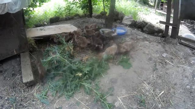 Мускусные утята переместились в загон размером больше смотреть онлайн