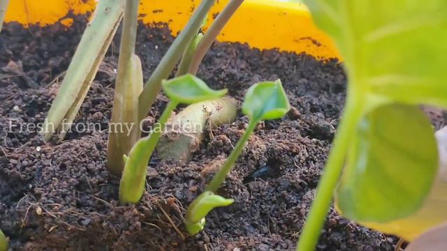 Syngonium / Arrowhead Plant Varieties | Plant Care And Propagation