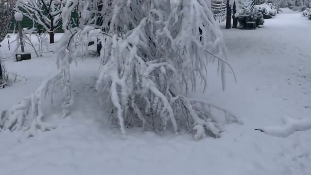 Французские бульдоги провожают Зиму смотреть онлайн