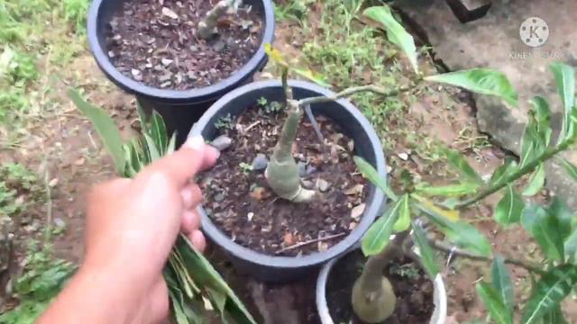 Adenium Care Tips: Dark Spots and Kulubot na dahon ng Adenium. смотреть онлайн