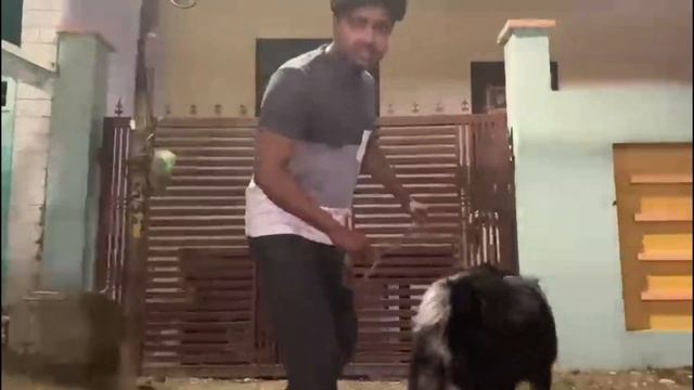 Speak Command & Potty Train Your Dog At Home | Training the Tibetan Mastiff | Call-9369347740 | Day смотреть онлайн