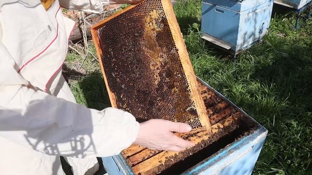 Кормовая база для раннего развития Часть 2. смотреть онлайн