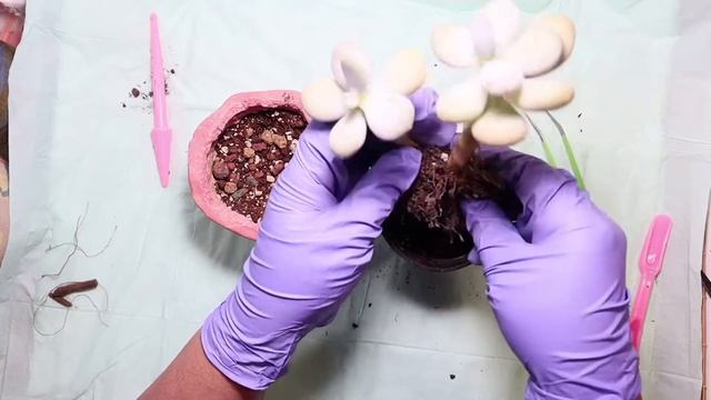 Pachyphytum Oviforum repotting #succulentslover #succulents # succulentslover #planting #oviferum смотреть онлайн