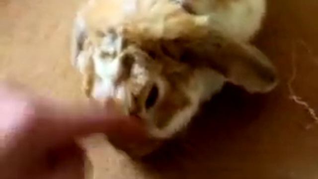 кролик гавкает 2 смотреть онлайн