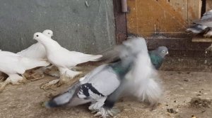 08.02.20. Моздокские голуби. Mozdok pigeons.