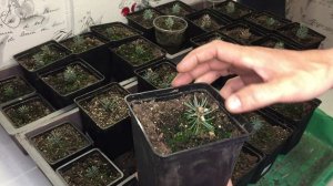 Укоренение голубая ели. Черенкование голубой ели. Обзор саженцев через 7 месяцев