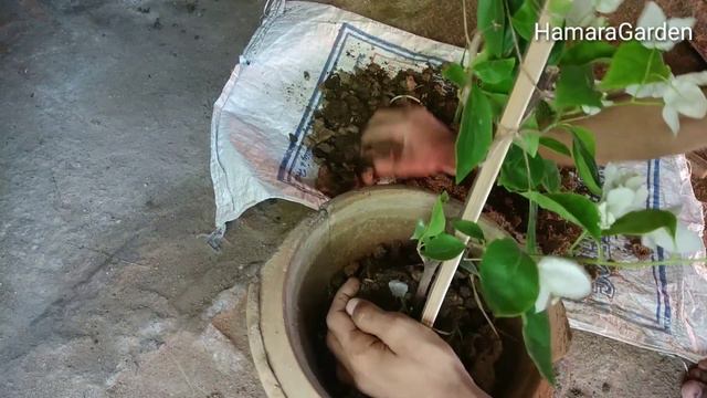 Planting White Bougainvillea In Pot