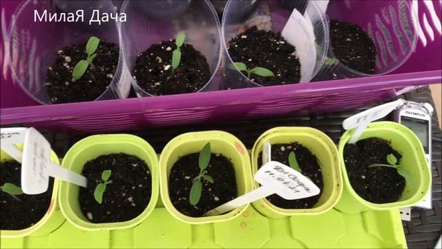 Обзор рассады перцев и томатов 2021 год смотреть онлайн