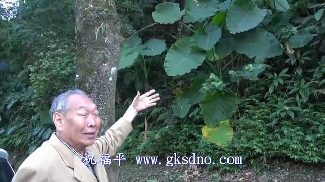 台灣常見的植物(二)姑婆芋 смотреть онлайн