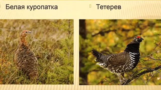 Птицы нашего края Зольникова Елена смотреть онлайн