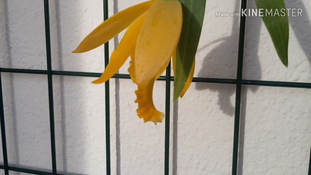 Encyclia Citrina или Encyclia Karwinskii? Euchile Karwinski.