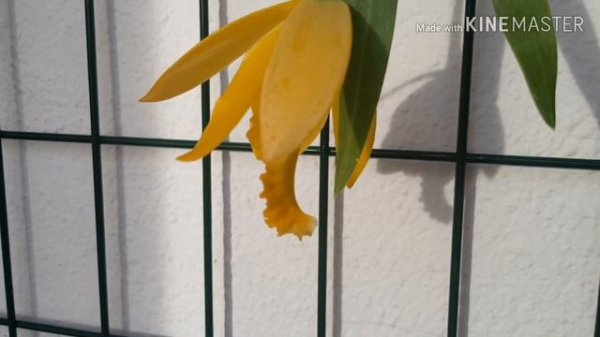 Encyclia citrina или encyclia karwinskii? Euchile karwinski.