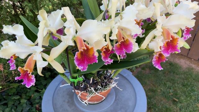 Cattleya Triumphans-30 Blooms-Cattleya Rex X Cattleya Dowiana-orchid