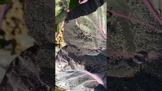 Лист брюссельской капусты в росе