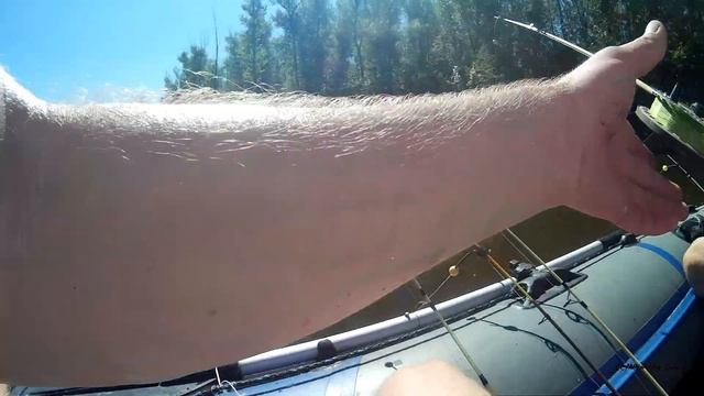 ЛОВЛЯ САЗАНА НА КОЛЬЦО И ЗАКИДУШКИ 2020. БЕШЕНЫЙ КЛЁВ САЗАНА НА АХТУБЕ. УДАЧНАЯ РЫБАЛКА НА САЗАНА. смотреть онлайн