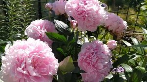 Пион Сара Бернар (Paeonia Sarah Bernhardt). Один из красивейших сортов!!! Цветение сезон 2021.