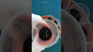 Меня этот способ ни разу не подвёл! Рассада томатов в пластиковых стаканчиках. Удобно, надёжно.