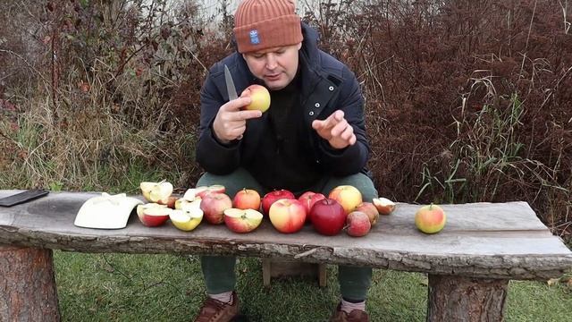 Обзор сортов яблони. Яблоки Ханикрисп, Лигол и др.