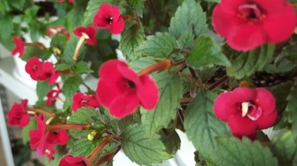 Ахименес "Petite Fadette"