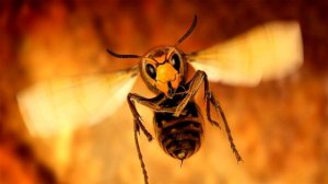 ЗВУК ОСЫ !!! 30 минут улетного веселья !!! БЗЗЗЗЗЗЗЗЗЗЗ !!!