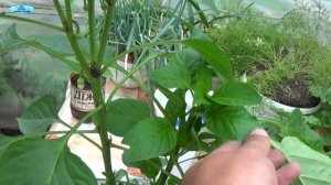 СЛАДКИЙ ПЕРЕЦ-  ПРИЩИПЫВАТЬ ИЛИ НЕТ? НАГЛЯДНОЕ СРАВНЕНИЕ.