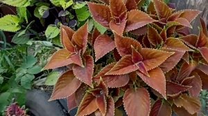 Колеус. Обзор 2 части 2022 год . Сентябрь .