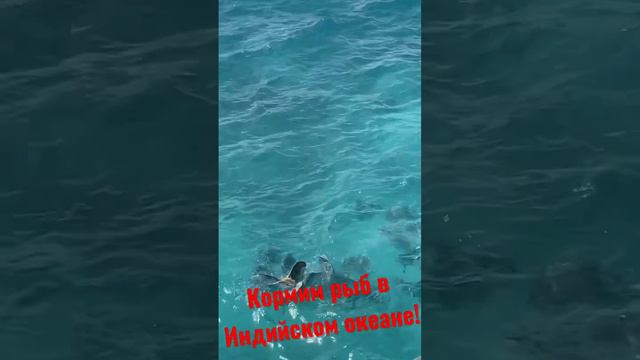 Кормление рыб в Индийском океане. смотреть онлайн