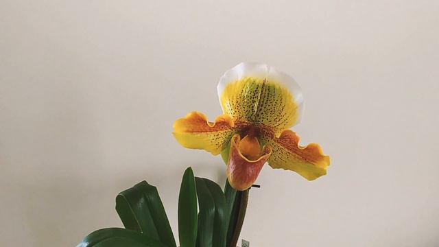Orchid ID - Paphiopedilum Harry Stage смотреть онлайн
