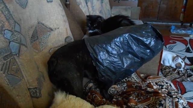 Попик(попкорн) смотреть онлайн