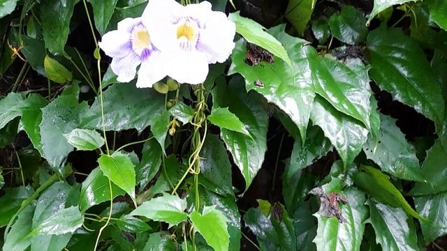 Thunbergia Grandiflora-powerful Invasive In Many Regions