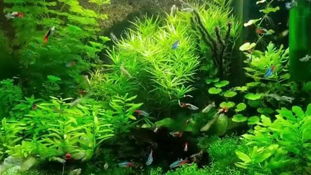 Расслабляющая не тишина