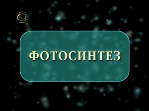 Фотосинтез