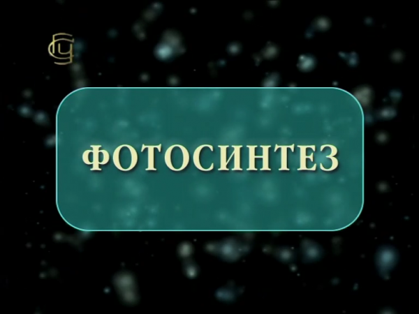 Фотосинтез