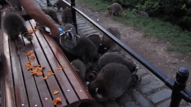ЕНОТЫ- ПОДБОРКА ПРИКОЛОВ часть 2 \ CUTE RACCOONS VIDEOS part 2 смотреть онлайн